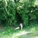 Busted bating in bushes